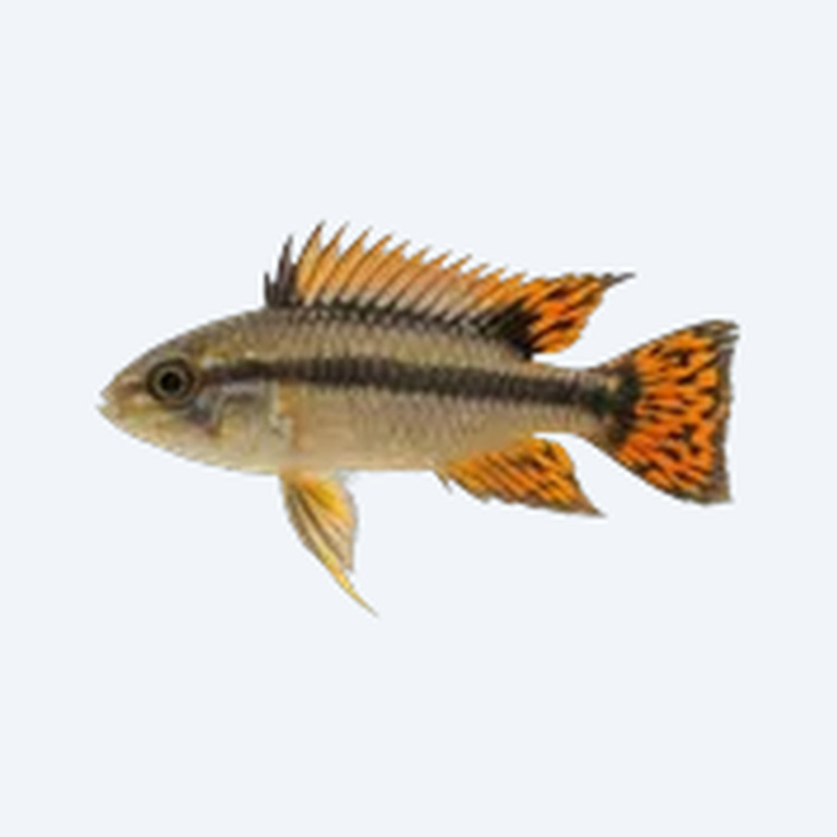 Apistogramma cacatuoides (Apistogramma cacatuoides) in a freshwater aquarium