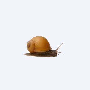 Apple Snail (Pomacea canaliculata) in a planted freshwater aquarium