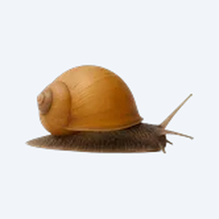 Apple Snail (Pomacea canaliculata) in a freshwater aquarium
