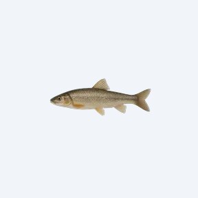 Arabian Toothcarp (Cyprinodontiformes sp.) in a planted freshwater aquarium