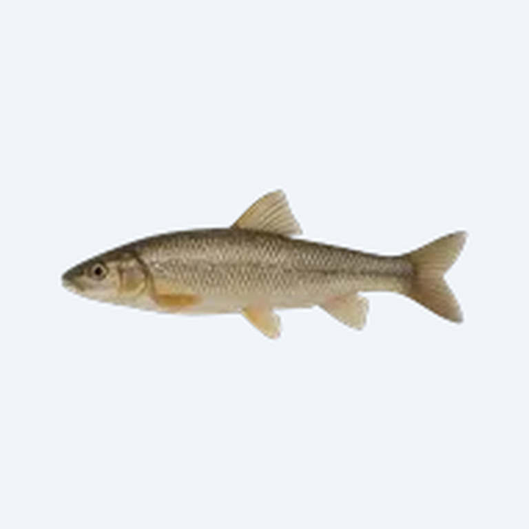 Arabian Toothcarp (Cyprinodontiformes sp.) in a planted freshwater aquarium