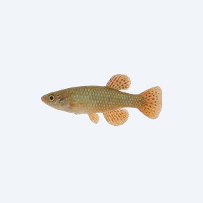 Argentine Pearl Killifish (Cyprinodontiformes sp.) in a planted freshwater aquarium