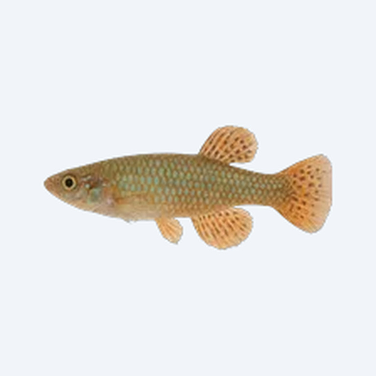 Argentine Pearl Killifish (Cyprinodontiformes sp.) in a planted freshwater aquarium