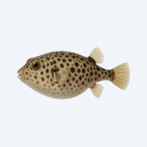 Arrowhead Puffer: Care, Diet & Tank Mates | App-aquatic