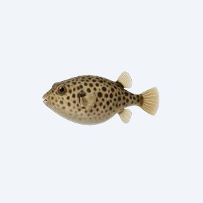 Arrowhead Puffer (Tetraodontidae sp.) in a planted freshwater aquarium