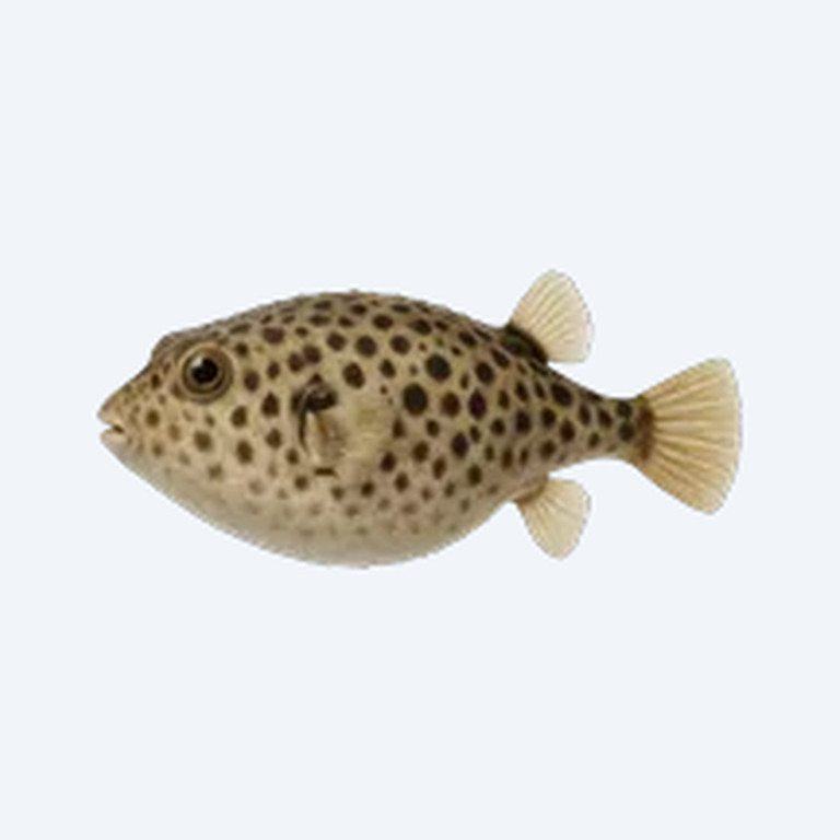 Arrowhead Puffer (Tetraodontidae sp.) in a freshwater aquarium
