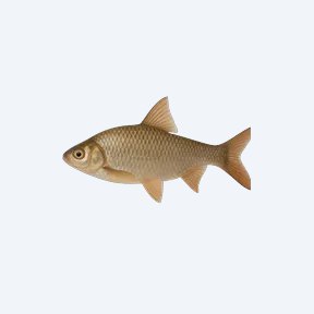 Arulius Barb (Dawkinsia arulius) in a planted freshwater aquarium