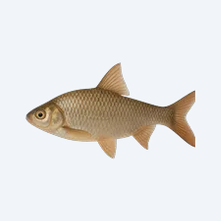 Arulius Barb (Dawkinsia arulius) in a freshwater aquarium