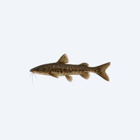 Asian Banjo Catfish (Siluriformes sp.) in a planted freshwater aquarium