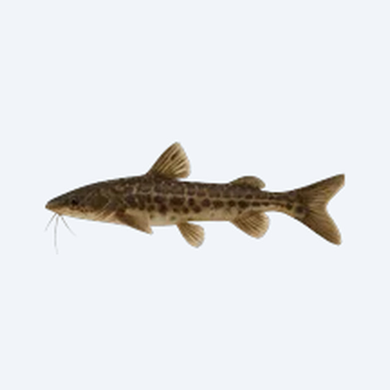 Asian Banjo Catfish (Siluriformes sp.) in a freshwater aquarium