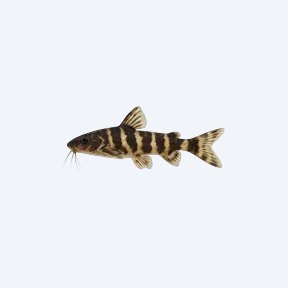 Asian Bumblebee Catfish (Siluriformes sp.) in a planted freshwater aquarium