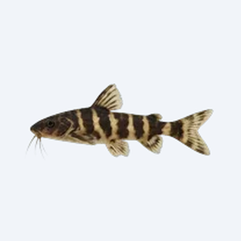Asian Bumblebee Catfish (Siluriformes sp.) in a freshwater aquarium