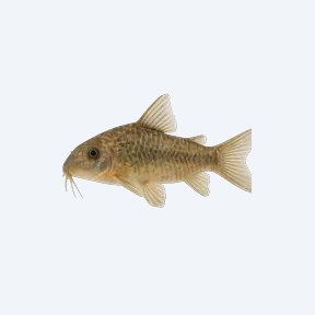 Aspidoras Cory-Cat (Aspidoras sp.) in a planted freshwater aquarium