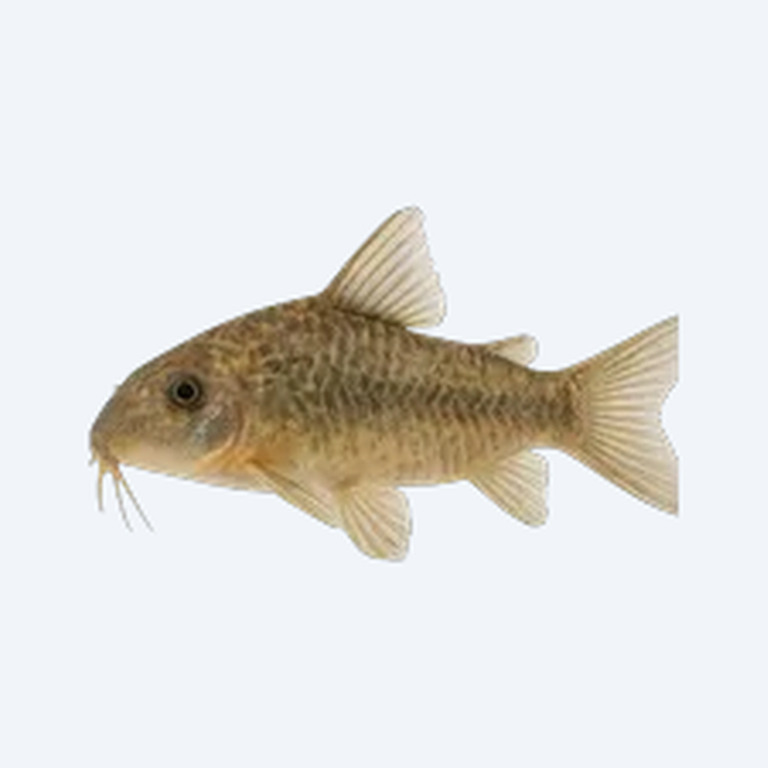 Aspidoras Cory-Cat (Aspidoras sp.) in a freshwater aquarium