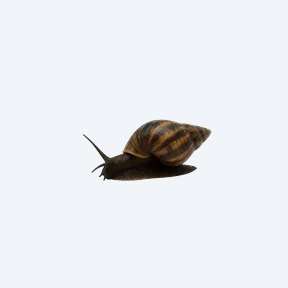 Assassin Snail (Clea helena) in a planted freshwater aquarium