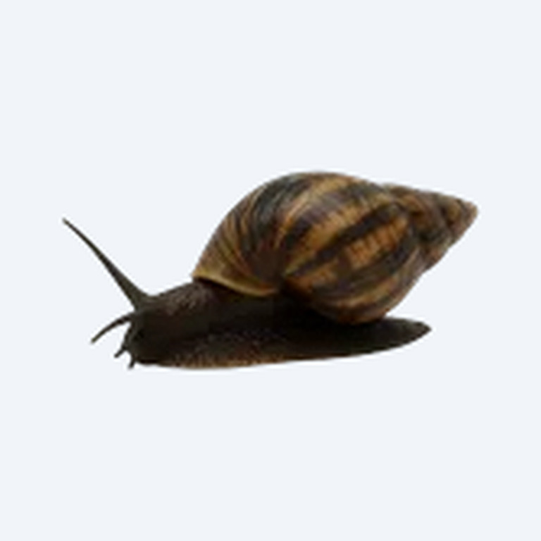 Assassin Snail (Clea helena) in a freshwater aquarium