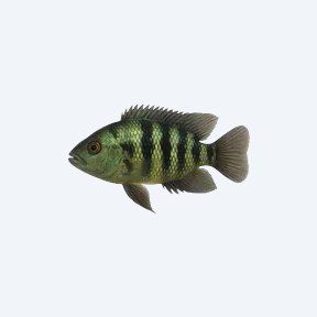 Auratus Cichlid (Cichlidae sp.) in a planted freshwater aquarium