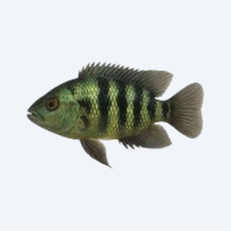 Auratus Cichlid (Cichlidae sp.) in a freshwater aquarium