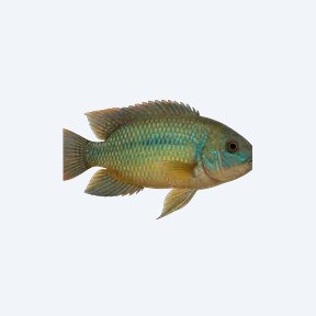 Aurora Cichlid (Cichlidae sp.) in a planted freshwater aquarium
