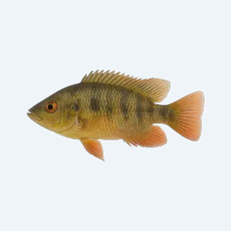 Aurora Cichlid (Cichlidae sp.) in a freshwater aquarium