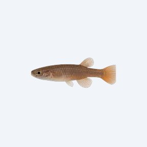 Australe Killifish (Aphyosemion australe) in a planted freshwater aquarium