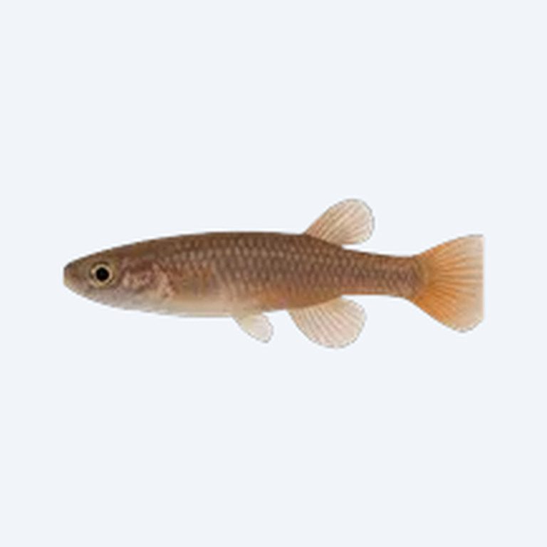 Australe Killifish (Aphyosemion australe) in a freshwater aquarium