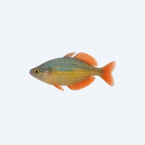 Australian Rainbowfish (Melanotaeniidae sp.) in a planted freshwater aquarium