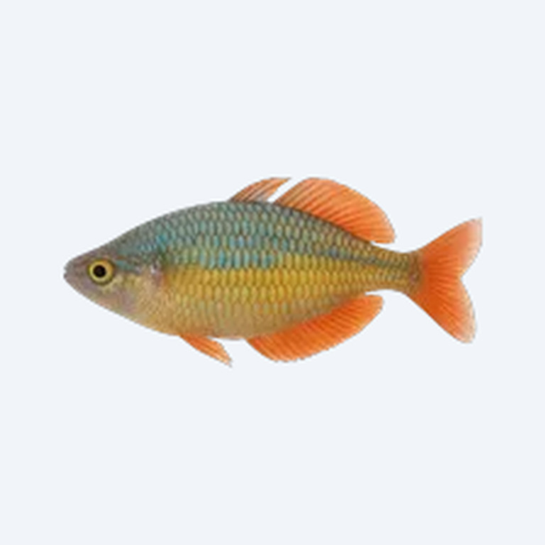 Australian Rainbowfish (Melanotaeniidae sp.) in a freshwater aquarium