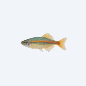 Axelrod's Rainbowfish (Melanotaenia herbertaxelrodi) in a planted freshwater aquarium