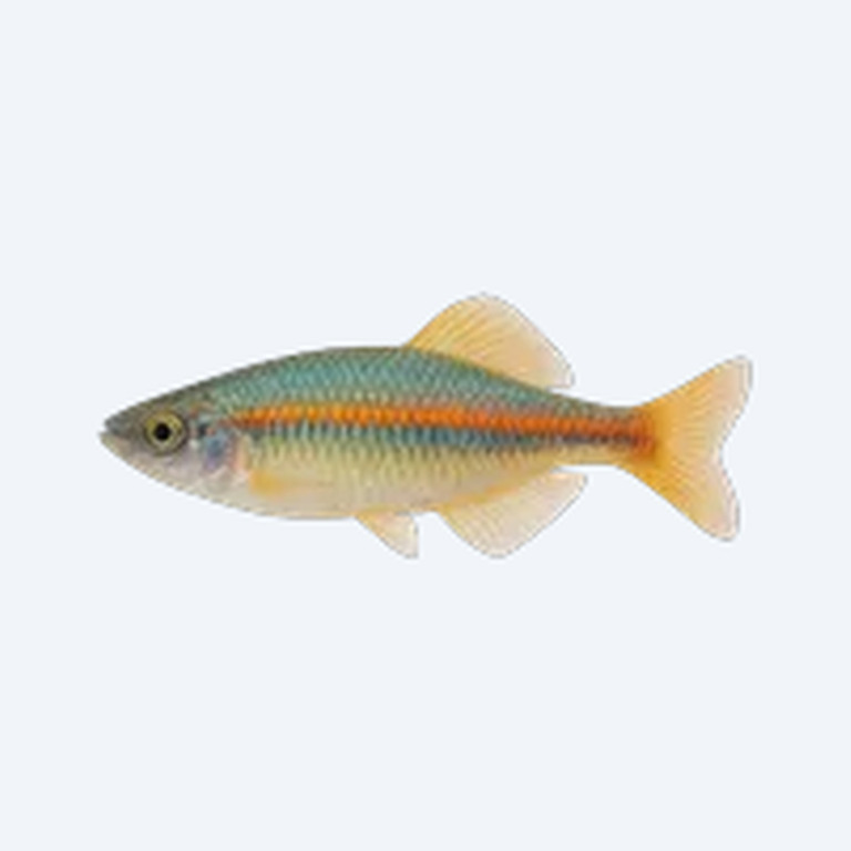 Axelrod's Rainbowfish (Melanotaenia herbertaxelrodi) in a freshwater aquarium
