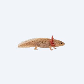 Axolotl (Ambystoma mexicanum) in a planted freshwater aquarium