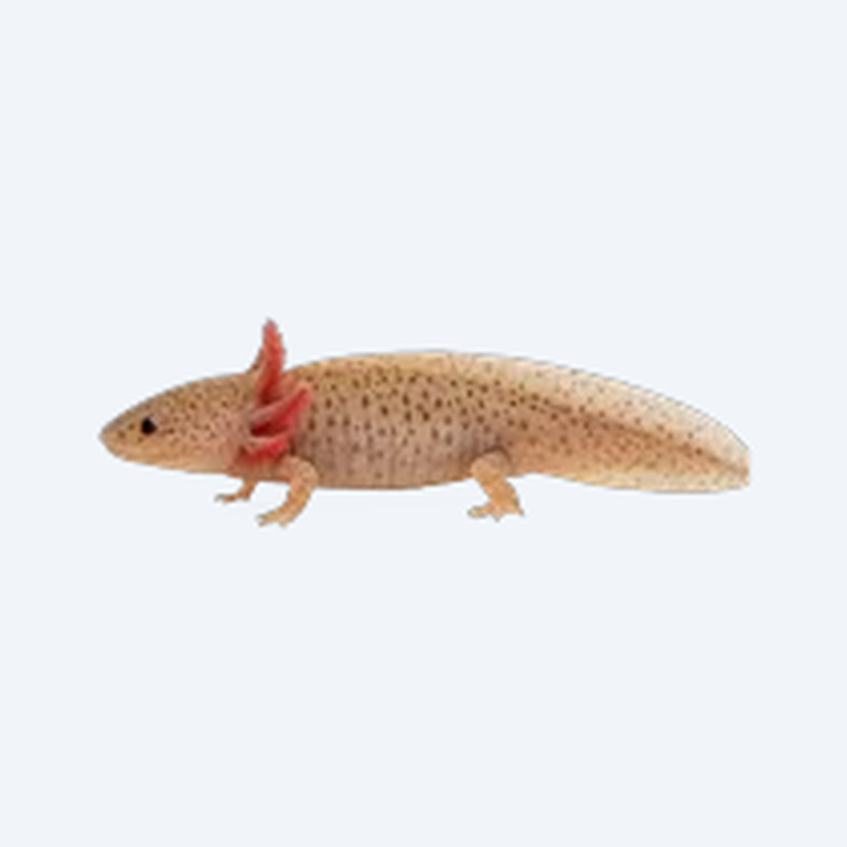 Axolotl (Ambystoma mexicanum) in a planted freshwater aquarium