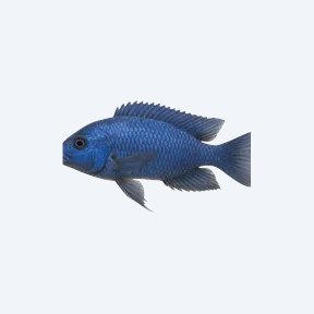 Azureus (Copadichromis azureus) in a planted freshwater aquarium