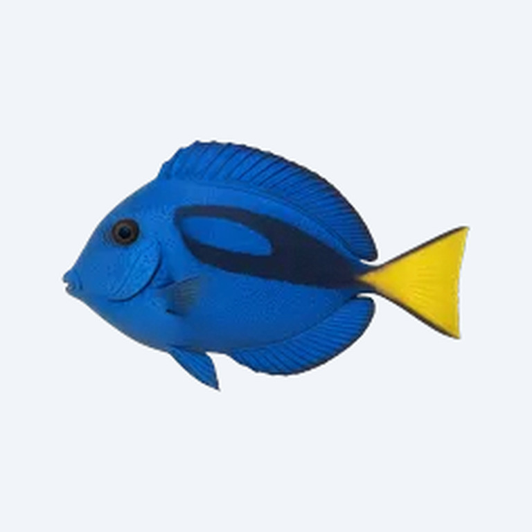 Azureus (Copadichromis azureus) in a freshwater aquarium