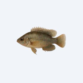 Badis (Badis badis) in a planted freshwater aquarium