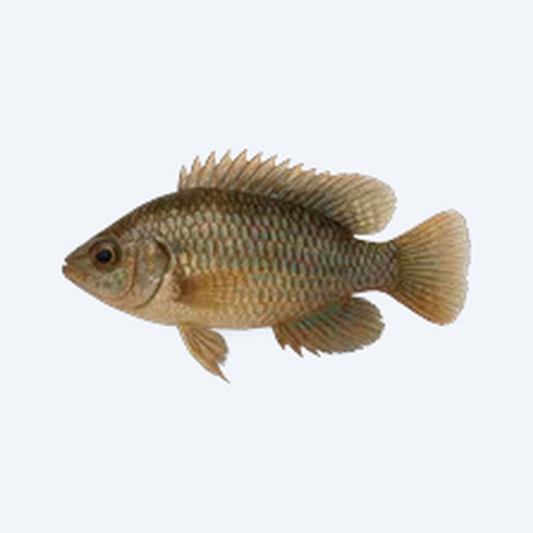Badis (Badis badis) in a planted freshwater aquarium