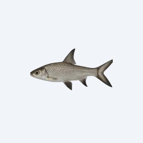 Bala Shark (Balantiocheilos melanopterus) in a planted freshwater aquarium