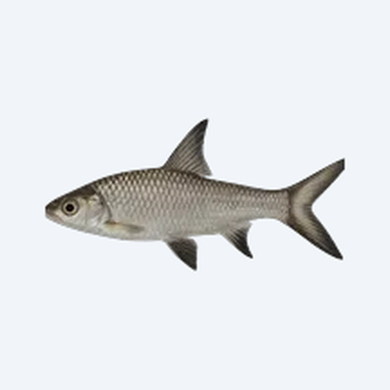Bala Shark (Balantiocheilos melanopterus) in a freshwater aquarium