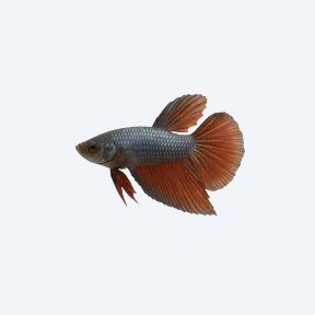Balunga Betta (Betta sp.) in a planted freshwater aquarium
