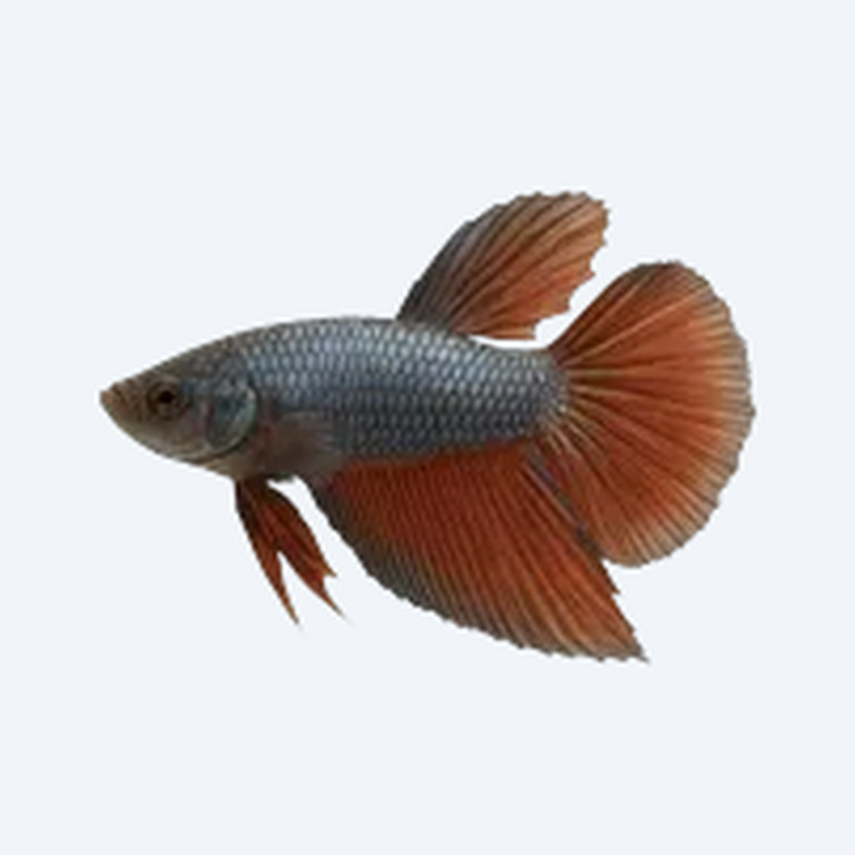 Balunga Betta (Betta sp.) in a planted freshwater aquarium