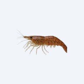 Bamboo Shrimp (Atyopsis moluccensis) in a planted freshwater aquarium