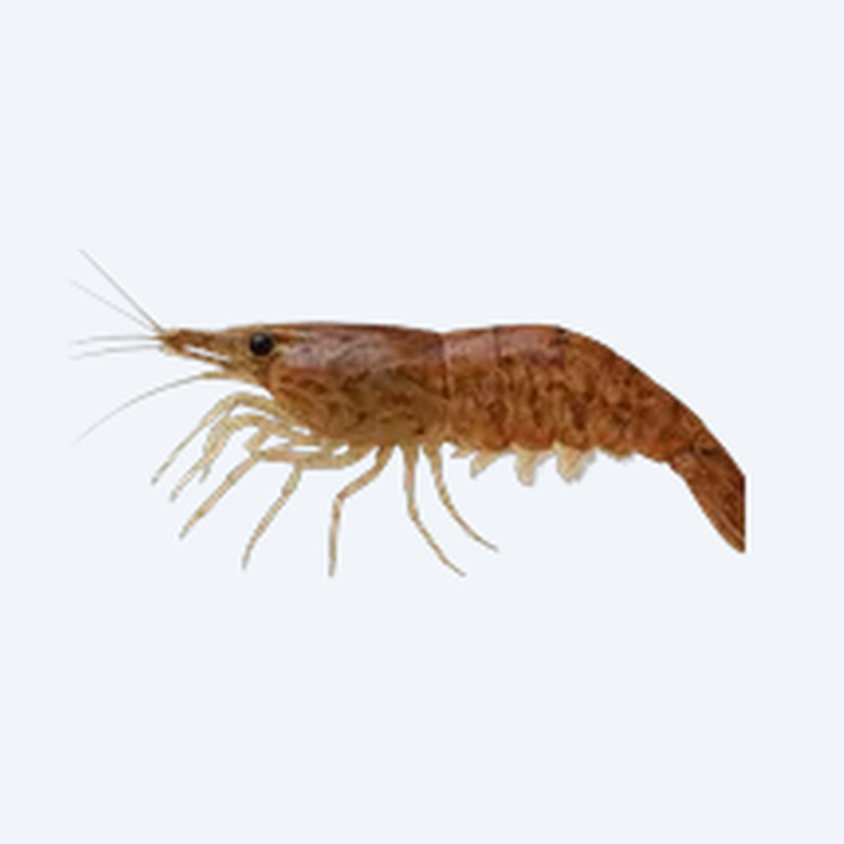 Bamboo Shrimp (Atyopsis moluccensis) in a freshwater aquarium