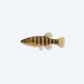 Banded Allotoca (Allotoca goslinei) in a planted freshwater aquarium