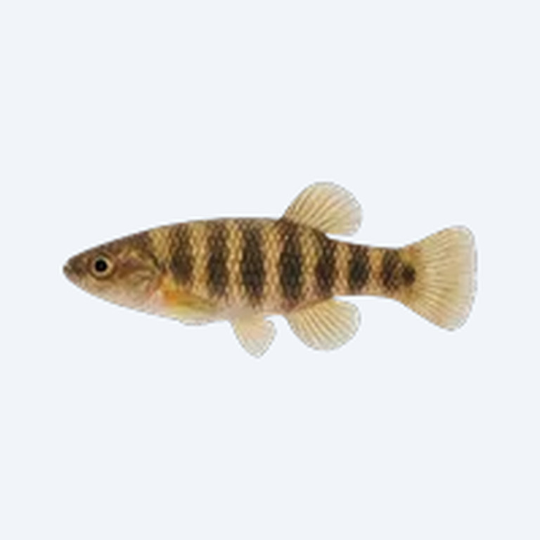 Banded Allotoca (Allotoca goslinei) in a planted freshwater aquarium