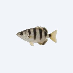 Banded Archerfish (Toxotes jaculatrix) in a planted freshwater aquarium