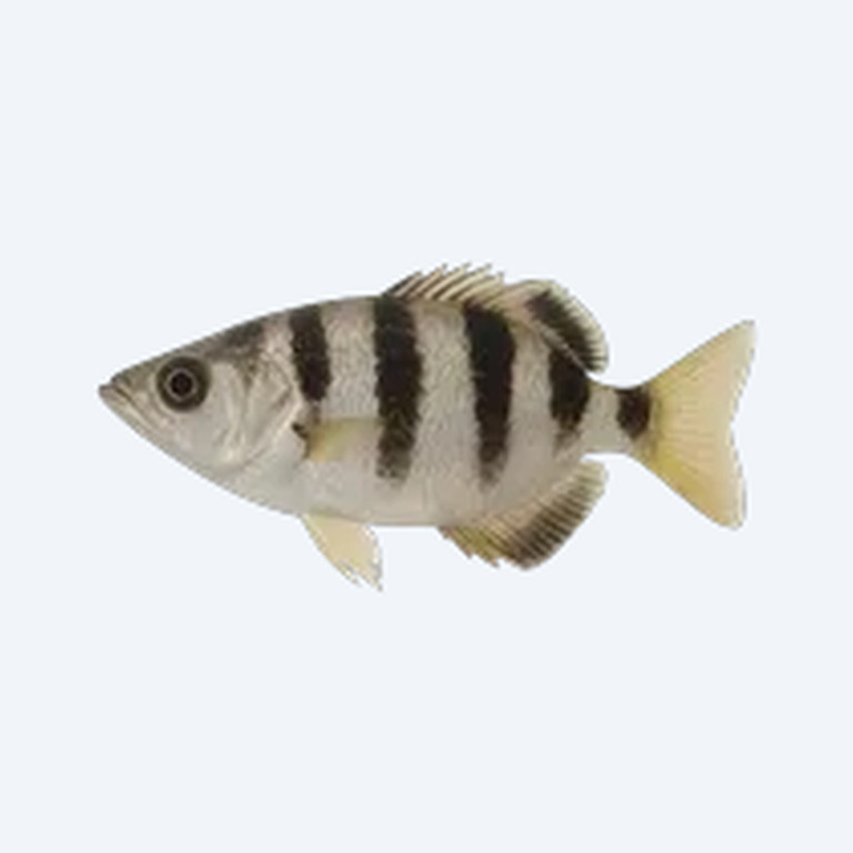 Banded Archerfish (Toxotes jaculatrix) in a planted freshwater aquarium