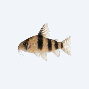 Banded Cory (Corydoras sp.) in a planted freshwater aquarium
