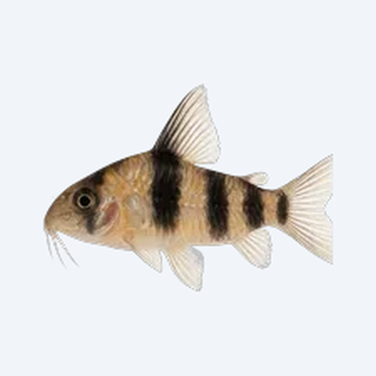 Banded Cory (Corydoras sp.) in a freshwater aquarium