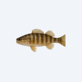 Banded Darter (Etheostoma zonale) in a planted freshwater aquarium