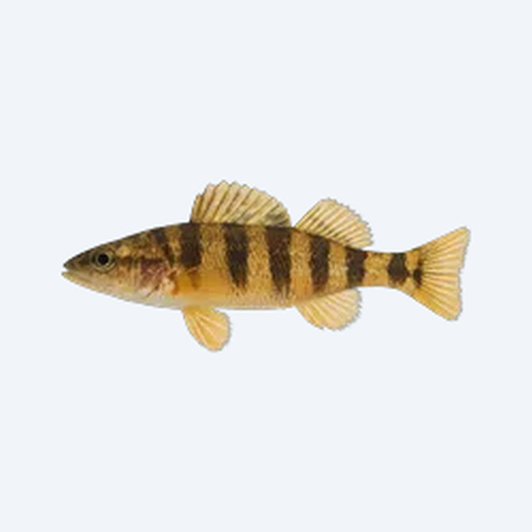 Banded Darter (Etheostoma zonale) in a planted freshwater aquarium
